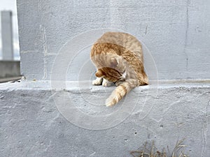 Cat in Setouchi Triennale